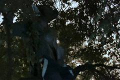 growlboys-0017-gay_tentacle_porn-gfur-pic18